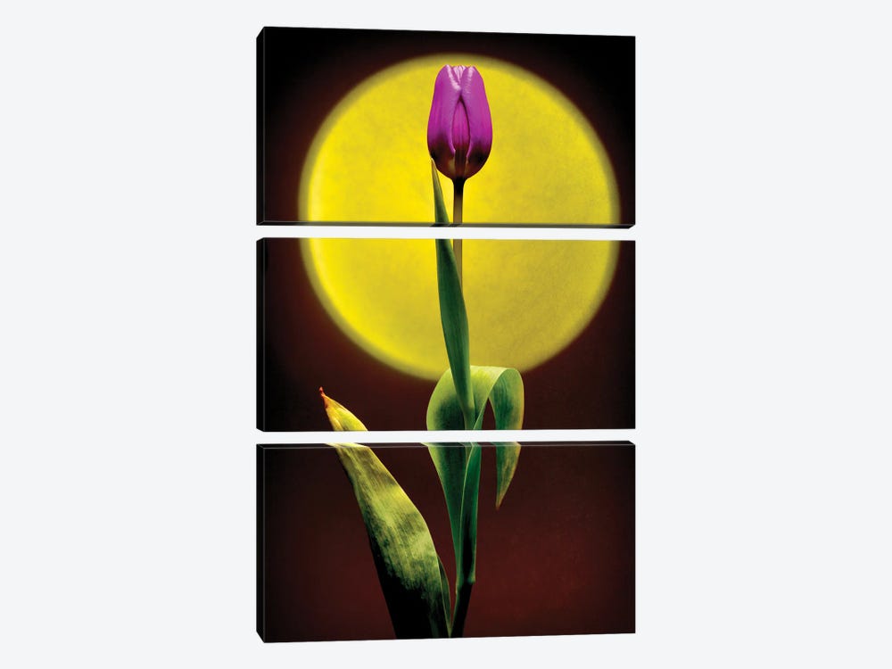 Sunset Tulip by Igor Vitomirov 3-piece Canvas Artwork
