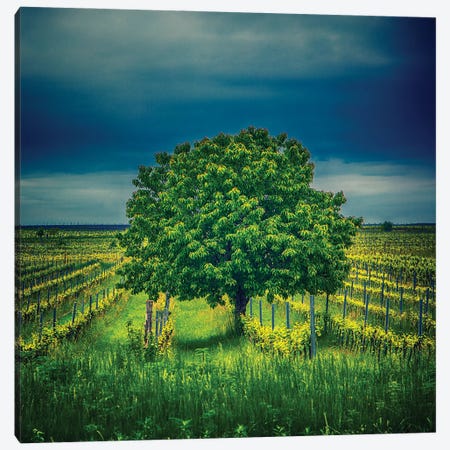 Tree In Vineyard Canvas Print #IVI105} by Igor Vitomirov Canvas Print
