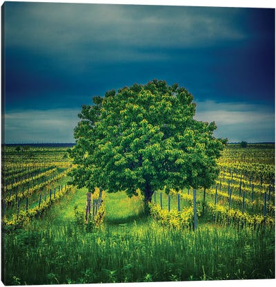Tree In Vineyard Canvas Art Print - Igor Vitomirov