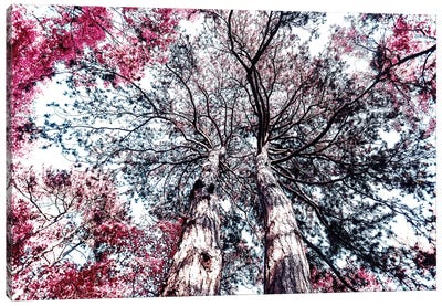 Trees I Canvas Art Print - Igor Vitomirov