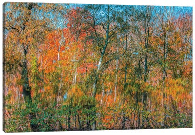 Autumn Forest Reflection 6 Canvas Art Print - Igor Vitomirov