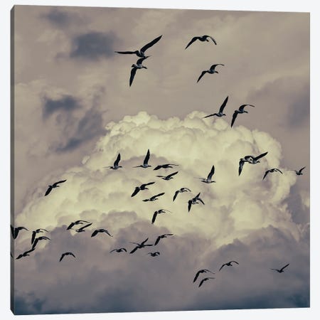 Birds In The Clouds Canvas Print #IVI12} by Igor Vitomirov Art Print