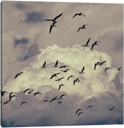 Birds In The Clouds Canvas Art Print - Action Shot Photography