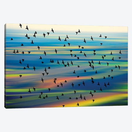 Birds In The Sky Canvas Print #IVI13} by Igor Vitomirov Canvas Art Print