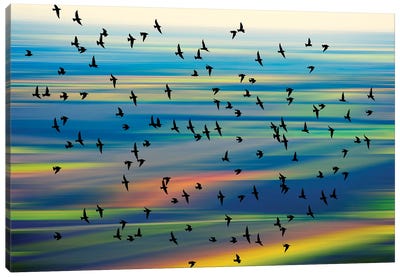 Birds In The Sky Canvas Art Print - Igor Vitomirov