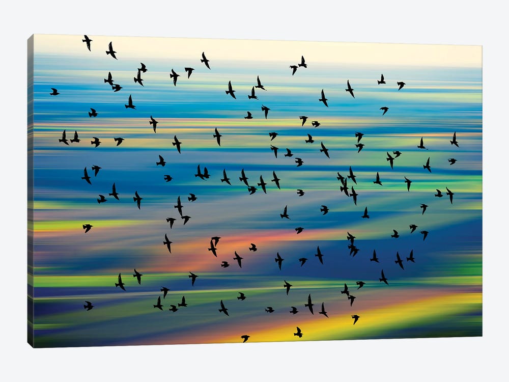 Birds In The Sky by Igor Vitomirov 1-piece Canvas Art Print