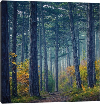 Forest Path Canvas Art Print - Igor Vitomirov