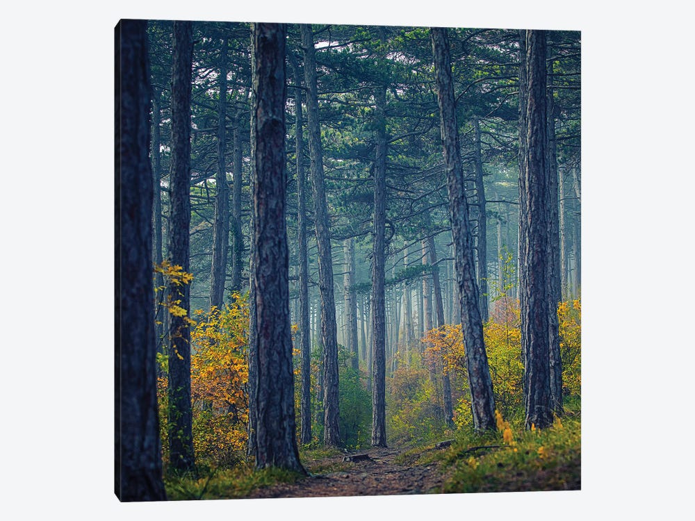 Forest Path by Igor Vitomirov 1-piece Art Print