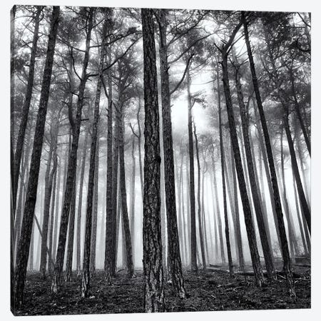 Ghost Forest Canvas Print #IVI45} by Igor Vitomirov Canvas Print