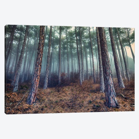 Morning Mist In The Forest Canvas Print #IVI68} by Igor Vitomirov Canvas Art