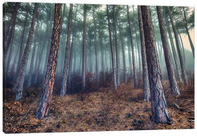 Morning Mist In The Forest Canvas Art Print - Igor Vitomirov