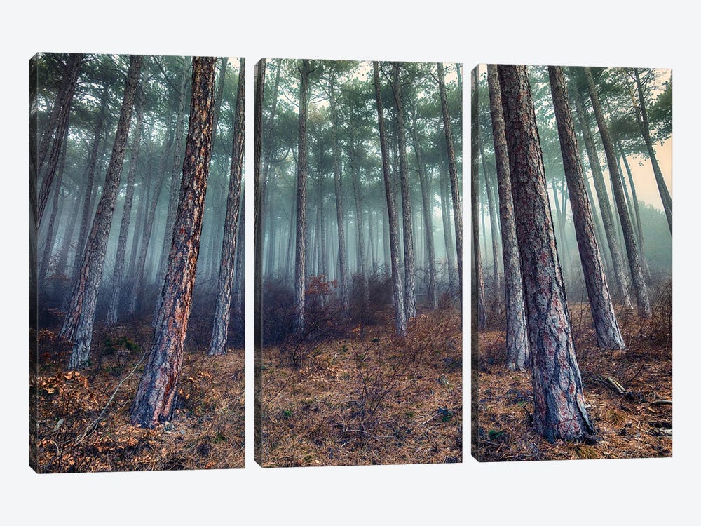 Morning Mist In The Forest by Igor Vitomirov 3-piece Art Print