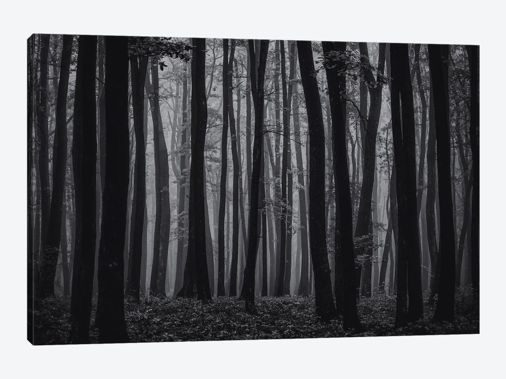 Autumn Forest In The Mist I by Igor Vitomirov 1-piece Canvas Artwork