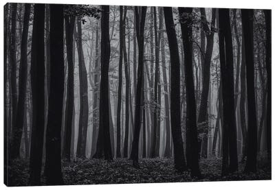 Autumn Forest In The Mist I Canvas Art Print - Igor Vitomirov