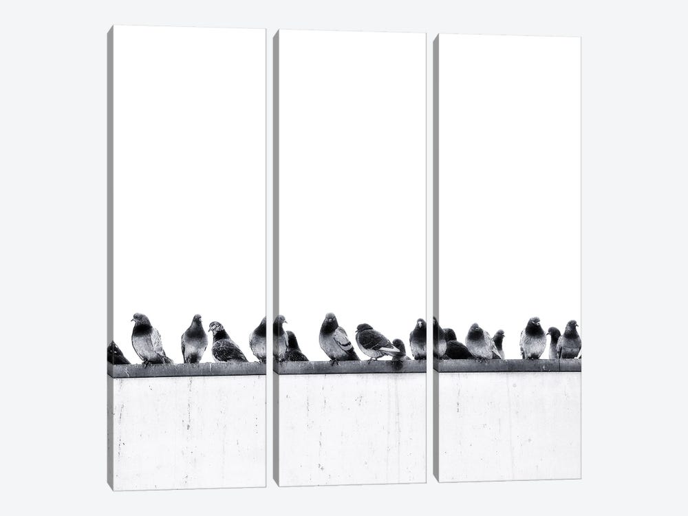 Pigeons by Igor Vitomirov 3-piece Canvas Art
