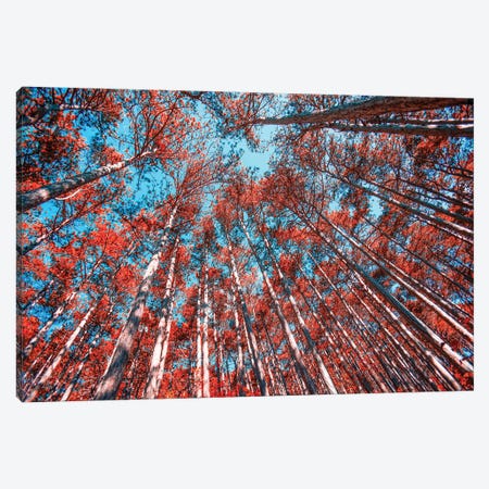 Red Trees I Canvas Print #IVI79} by Igor Vitomirov Canvas Print