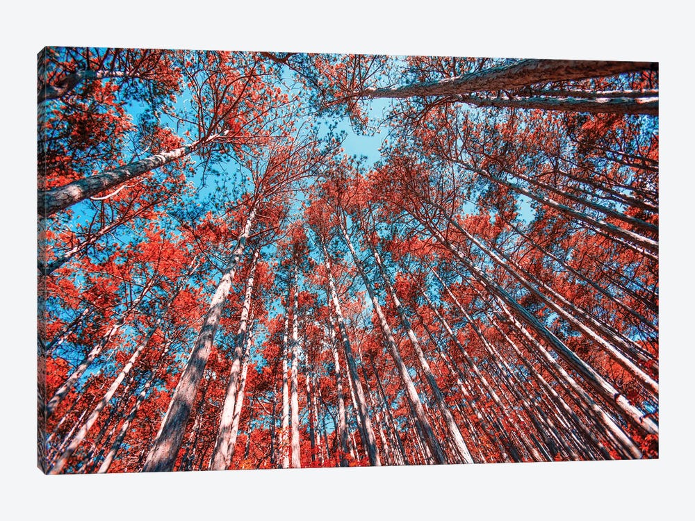 Red Trees I by Igor Vitomirov 1-piece Canvas Art Print