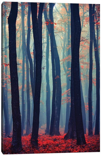 Autumn Forest In The Mist II Canvas Art Print - Igor Vitomirov