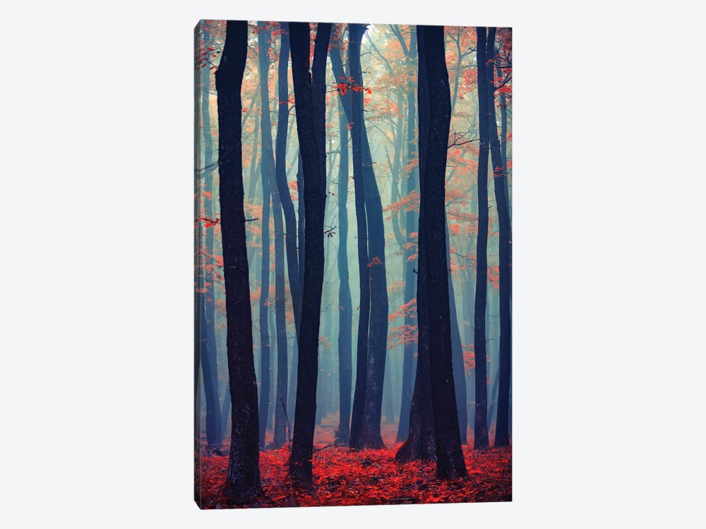 Autumn Forest In The Mist II by Igor Vitomirov 1-piece Canvas Art Print