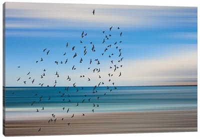 Seascape And Birds II Canvas Art Print - Igor Vitomirov