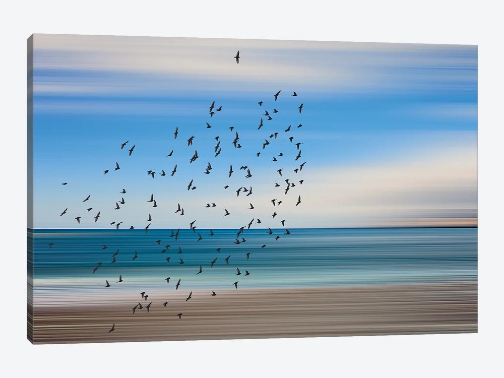 Seascape And Birds II by Igor Vitomirov 1-piece Canvas Print