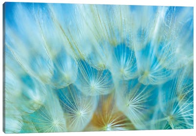Seed I Canvas Art Print - Dandelion Art