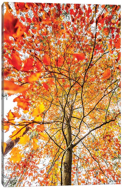 Autumn Leafs I Canvas Art Print - Igor Vitomirov