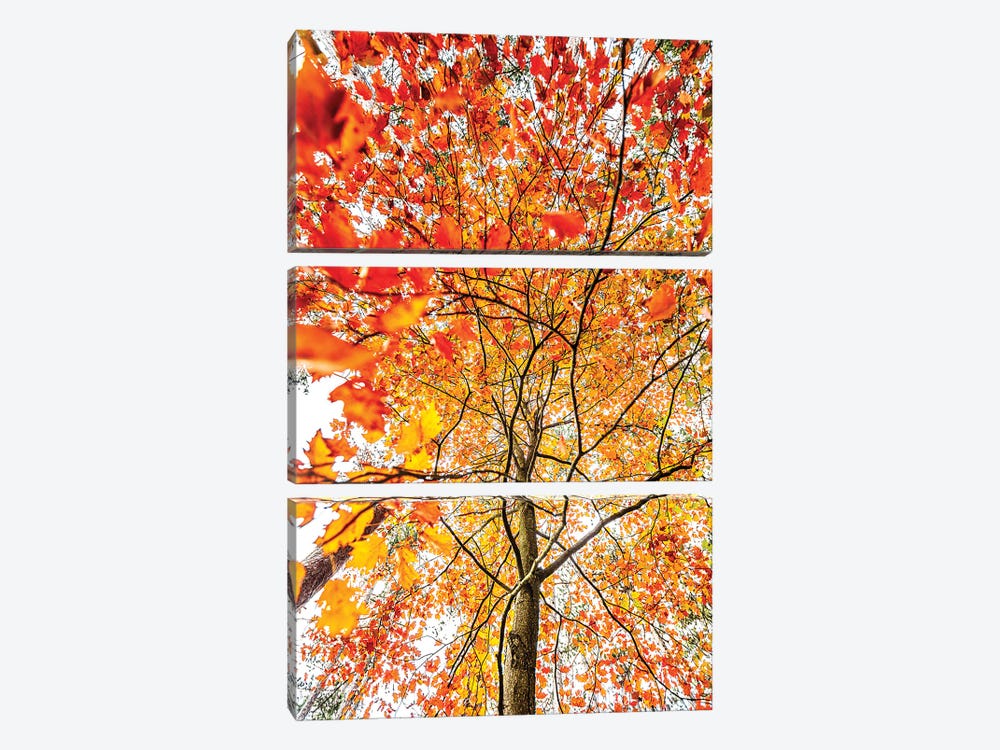 Autumn Leafs I by Igor Vitomirov 3-piece Canvas Wall Art