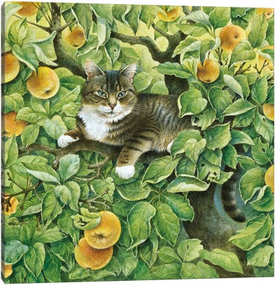 Gemma In The Apple Tree Canvas Art Print - Tabby Cat Art