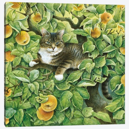 Gemma In The Apple Tree Canvas Print #IVR16} by Ivory Cats Canvas Art Print