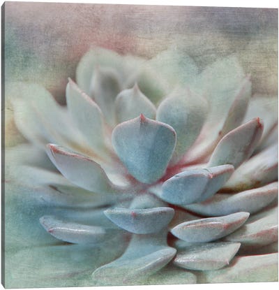 Pastel Succulent I Canvas Art Print