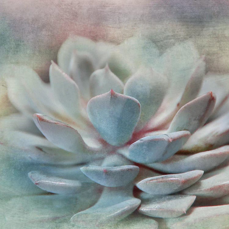 Pastel Succulent I