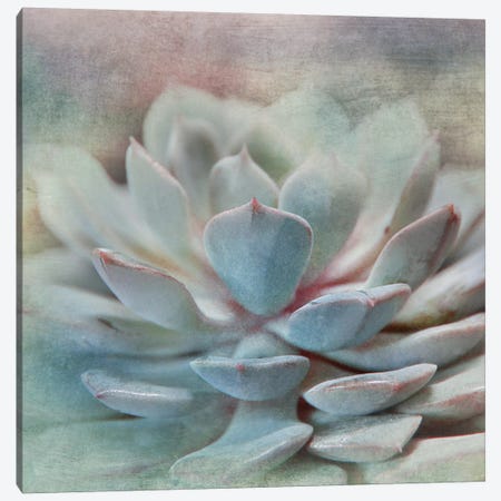 Pastel Succulent I Canvas Print #IWE12} by Irene Weisz Canvas Art