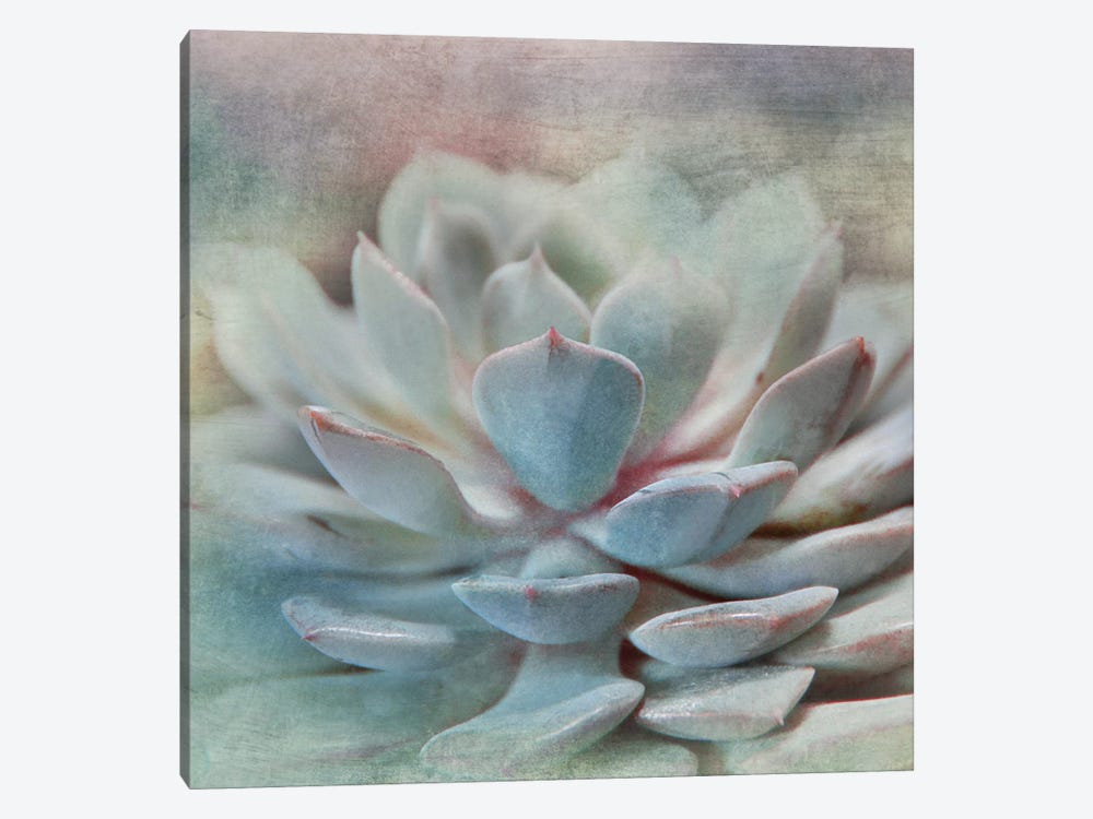 Pastel Succulent I by Irene Weisz 1-piece Canvas Art