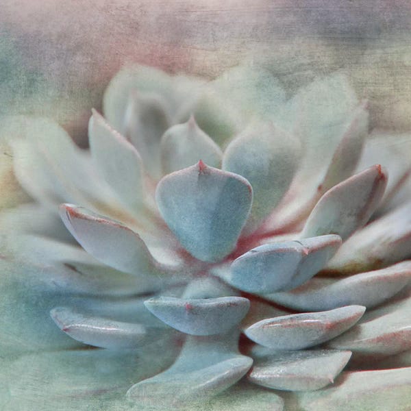Succulents: Pastel Succulent I by Irene Weisz