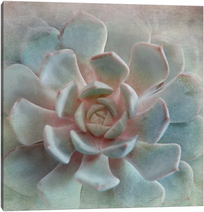 Pastel Succulent II Canvas Art Print