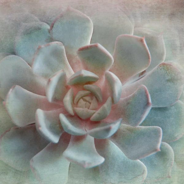 Succulents: Pastel Succulent II by Irene Weisz