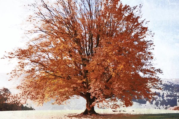 Irene Weisz: Season Of Fall by Irene Weisz