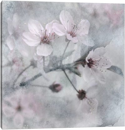 Spring Melody I Canvas Art Print - Blossom Art