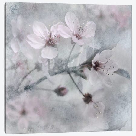 Spring Melody I Canvas Print #IWE20} by Irene Weisz Canvas Print