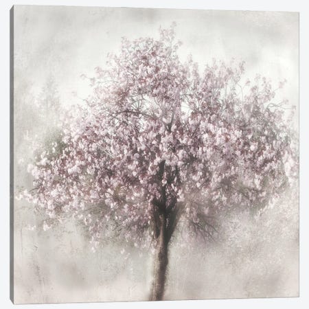 Blossom Of Spring II Canvas Print #IWE2} by Irene Weisz Art Print