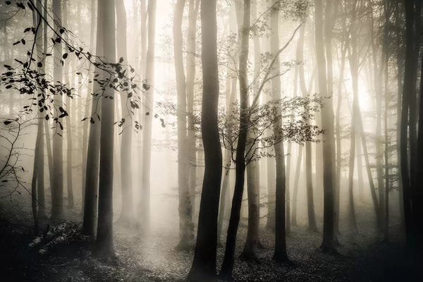 Refreshing Workspace: Light is Always There by Irene Weisz