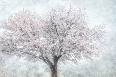 A Feel of Spring II by Irene Weisz acrylic art print