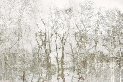 Shimmering Trees by Irene Weisz acrylic art print