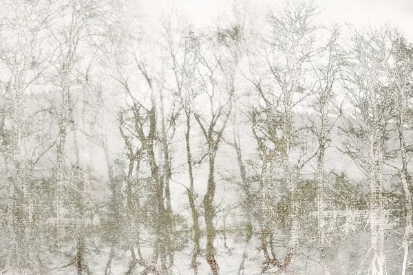 Irene Weisz: Shimmering Trees by Irene Weisz