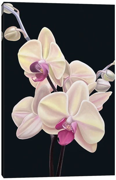 Intangible Peach Canvas Art Print - Orchid Art