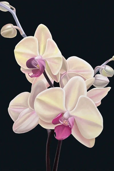 Orchids: Intangible Peach by Ildze Ose
