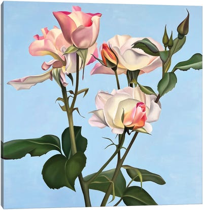 Blissfully Pink Canvas Art Print - Ildze Ose