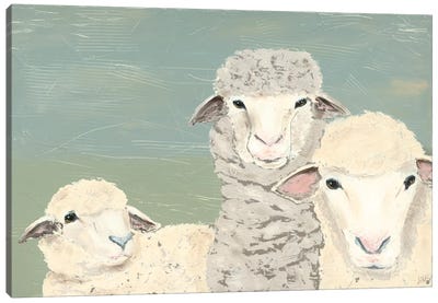 Bashful Sheep II Canvas Art Print - Sheep Art