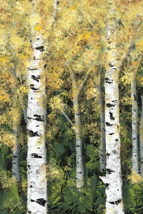 Birch Treeline I